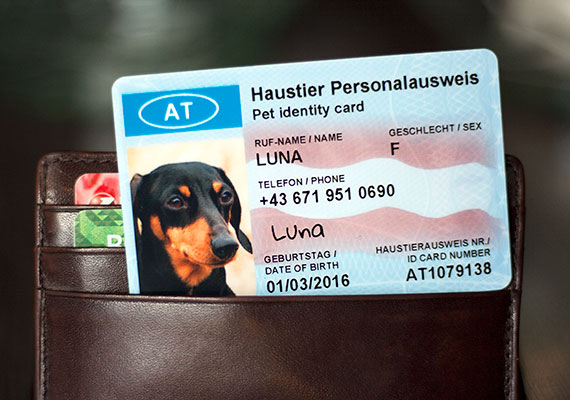 SafePet Tierperso für Hunde und Katzen