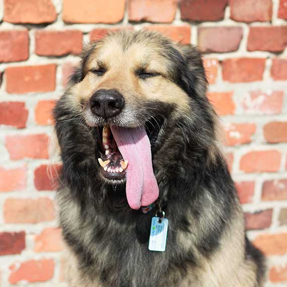 Hund mit SafePet Tierperso