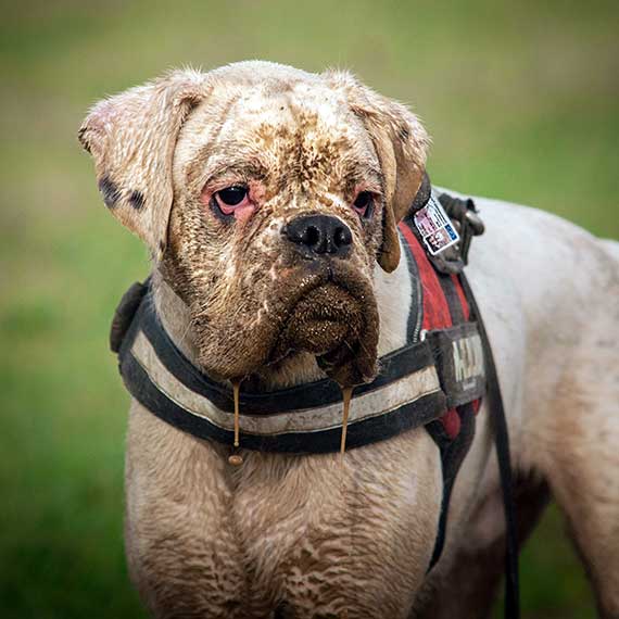 Grimy Boxer wearing a SafePet Personalized Pet ID Tag for dogs